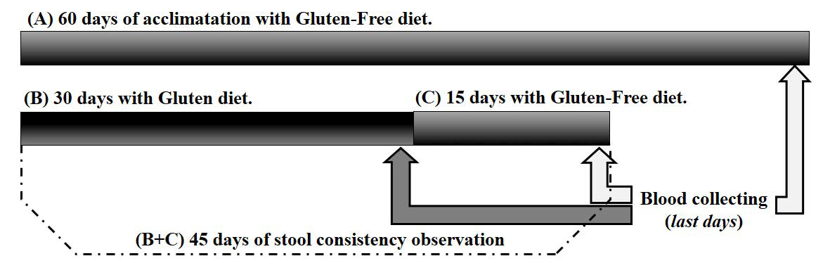 Experimental scheme: (A) acclimatization period with gluten-free diet, (B) period under gluten diet, and (C) period of reintroduction of the gluten-free diet. Also shown is the timing of blood collection and observations of stool consistency. Adapted from Almeida et al., (2019).